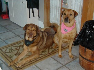 guinness-bailey