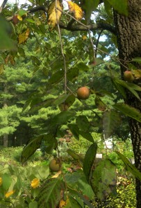 persimmon