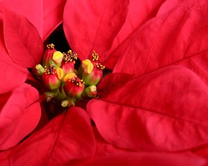 poinsettia
