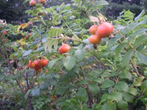 rugosa
