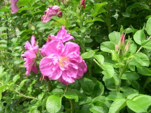 rugosa rose