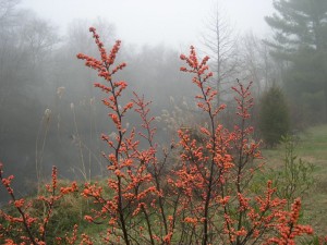 winterberry orange