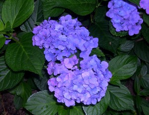 hydrangea blue2