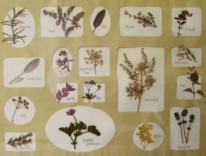 pressed-herbs