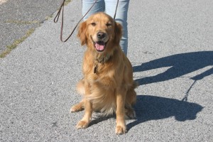 calm-dog