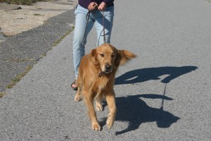jumpy-dog
