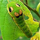 spicebush larvae