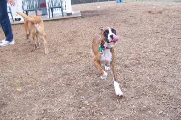 Cape May dog park