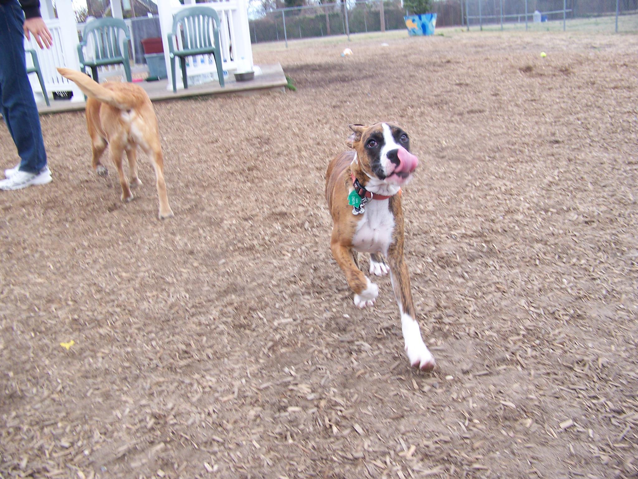 Cape May dog park Blog