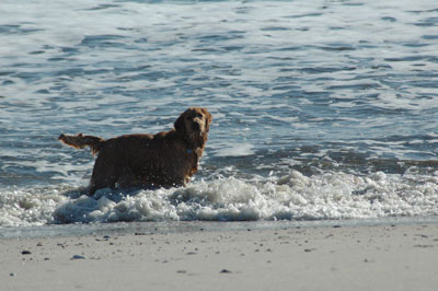 dogonbeach