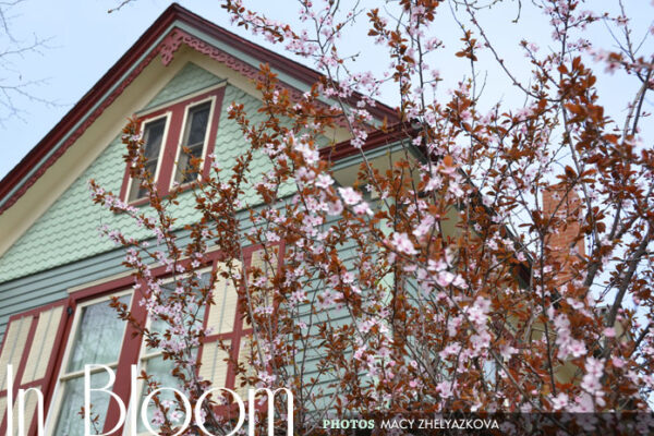 Cape May In Bloom - spring pictures in Cape May