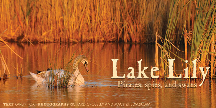 lake-lily Lake Lily in Cape May Point