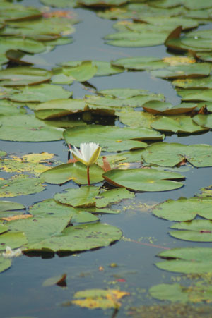 lilies