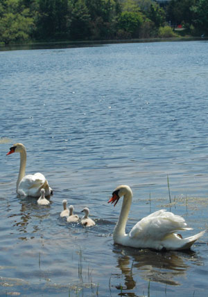 swanfamily