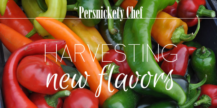 persnick-harvesting Harvesting new flavor
