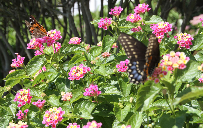 Butterflies on flowers