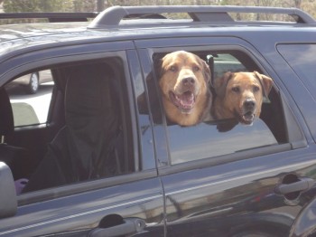 dogsinacar