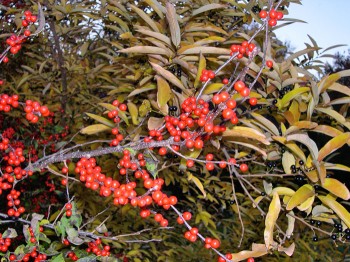 holly