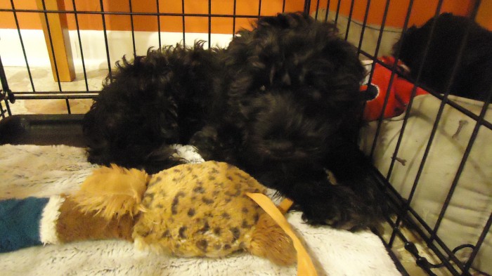 lukeandduck Luke - miniature schnauzer puppy at 13 weeks