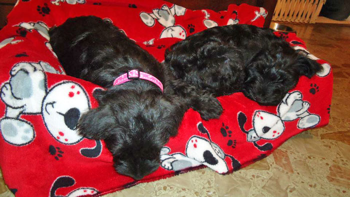lukeandleia Luke and Leia miniature schnauzer puppies at 8 weeks