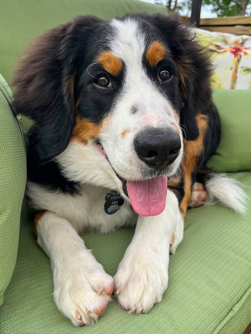 @gunner_bernedoodle