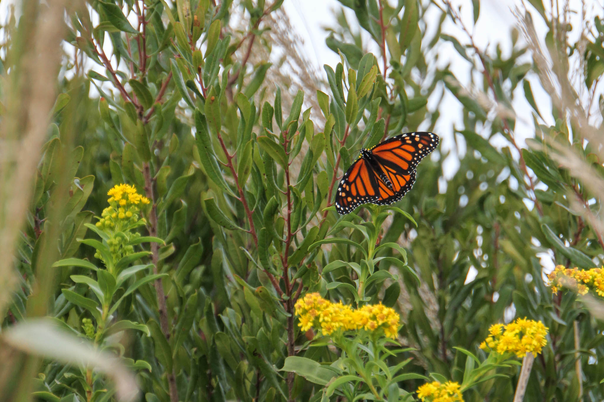 Monarch Butterfly Cape May Point State Park