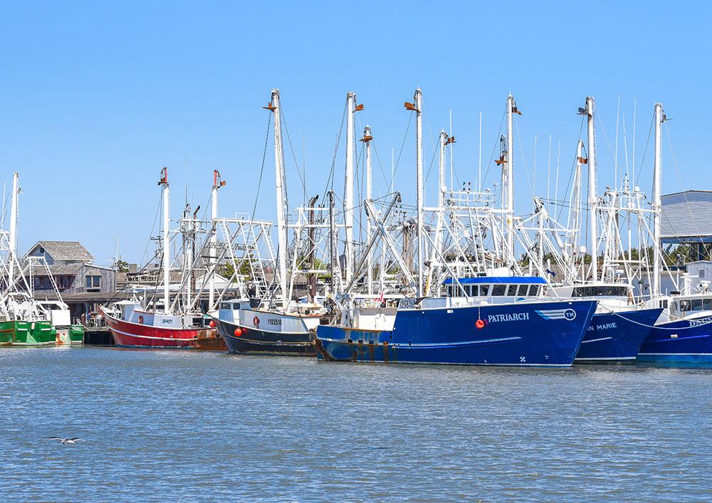 Scalloping boats on Cape May harbor