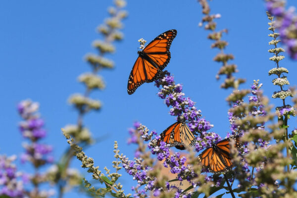 Monarch Butterfly