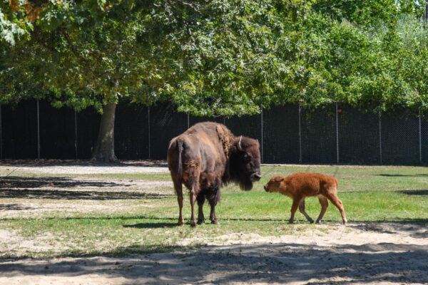 Baby bison with other Beverly