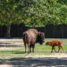 Baby bison with other Beverly