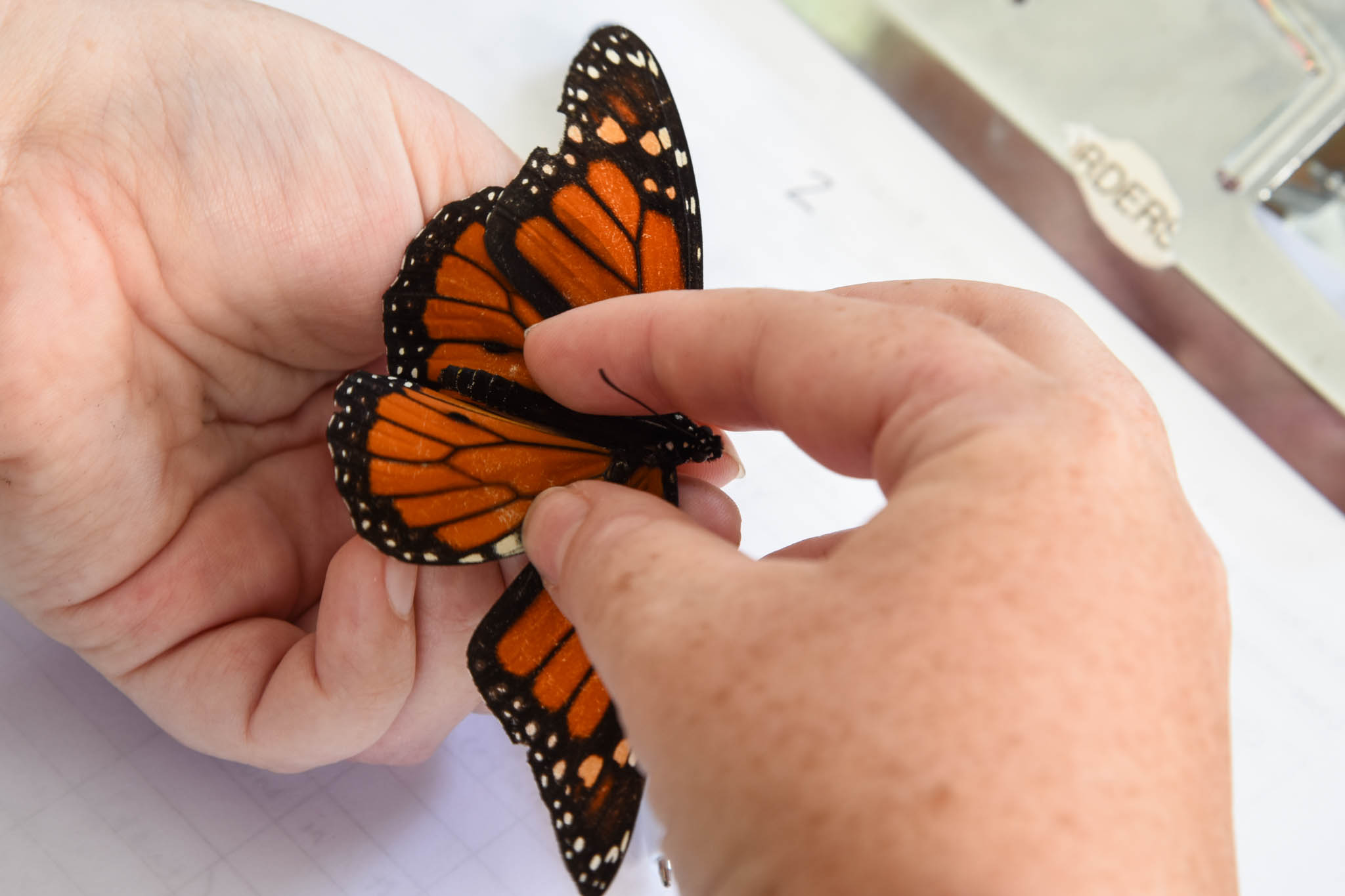 Monarch Butterfly being checked before tagging. This is a male.