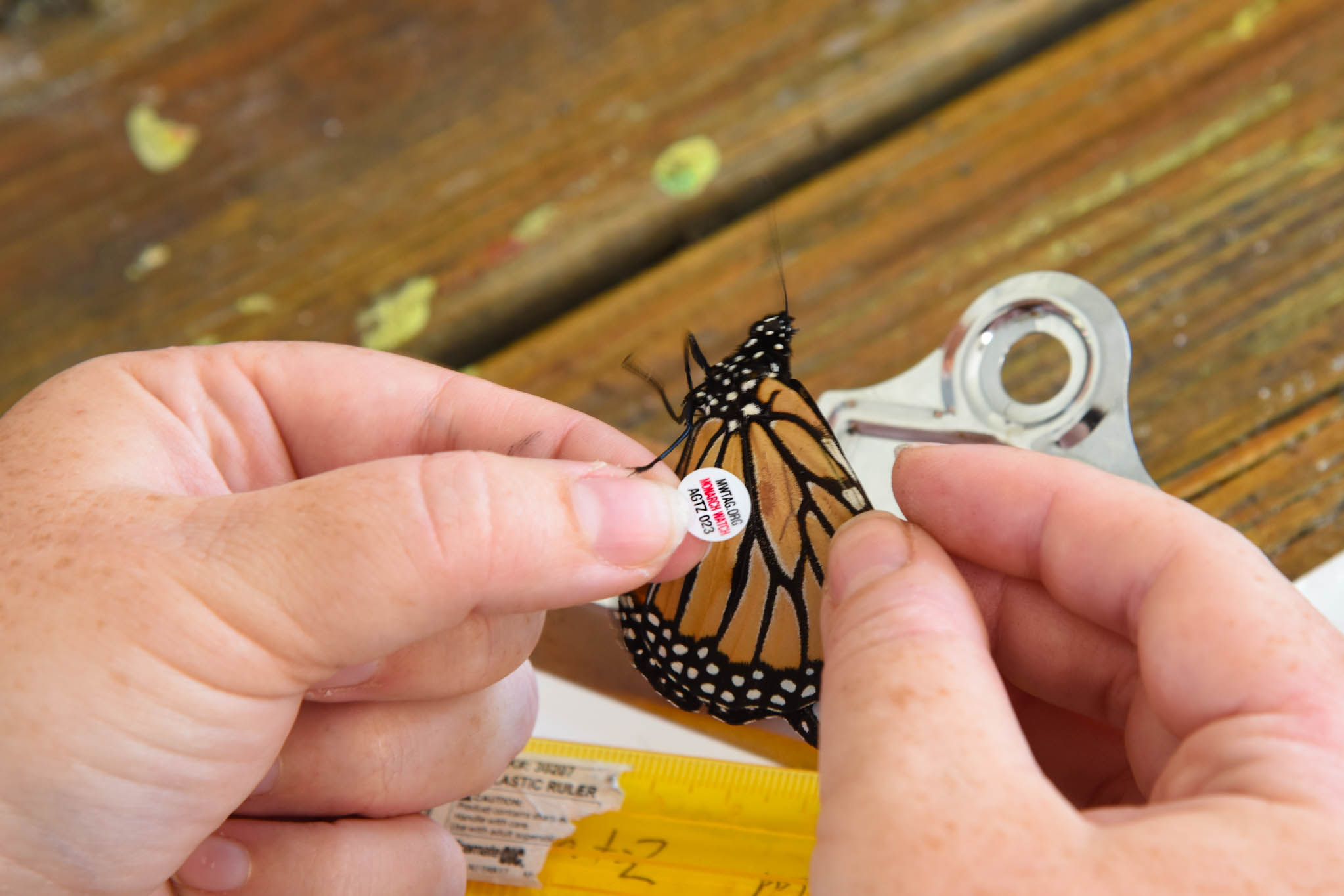 Putting a Tag on a monarch butterfly.
