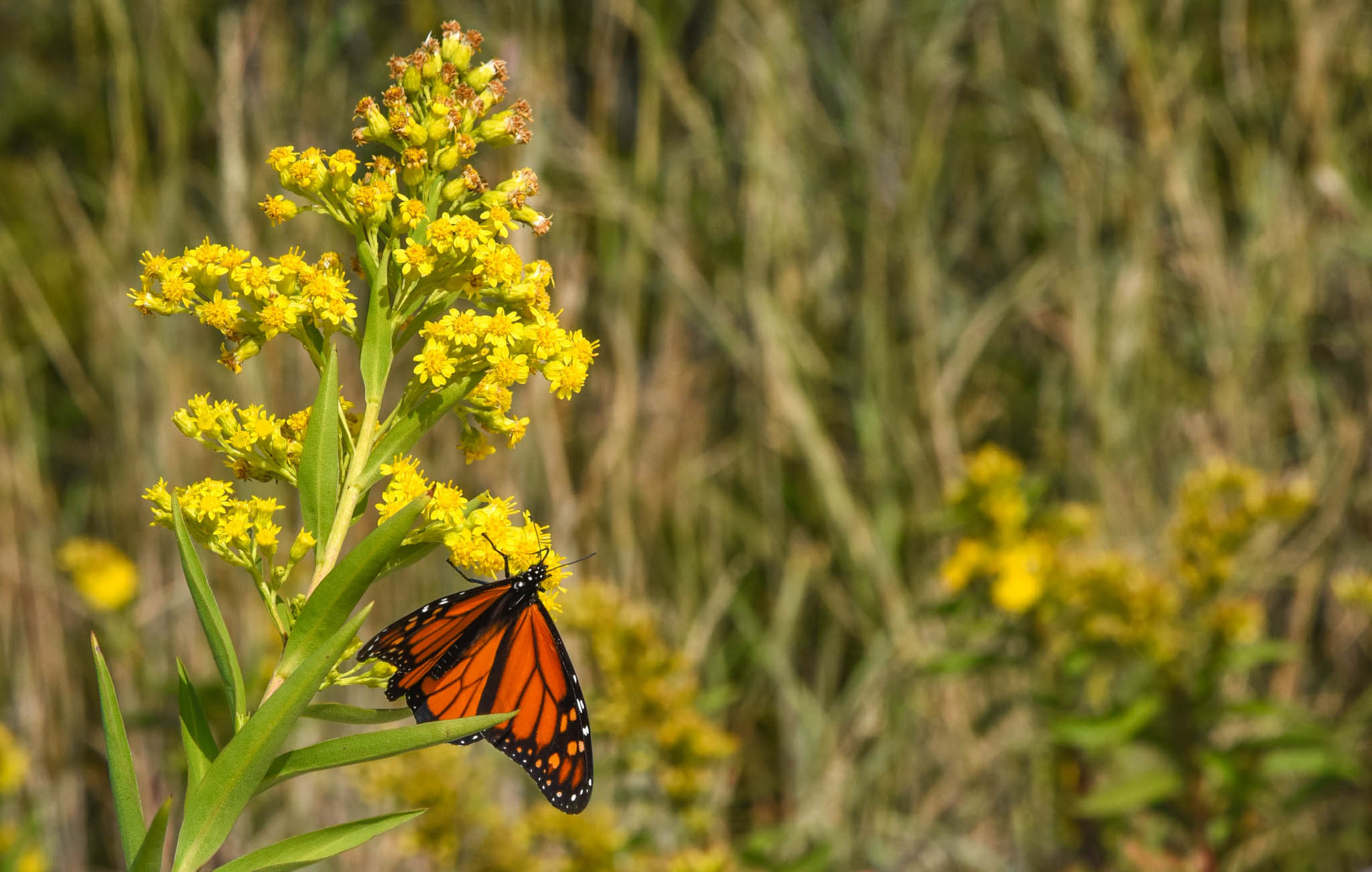 Monarch butterfly in Cape May Point State Park