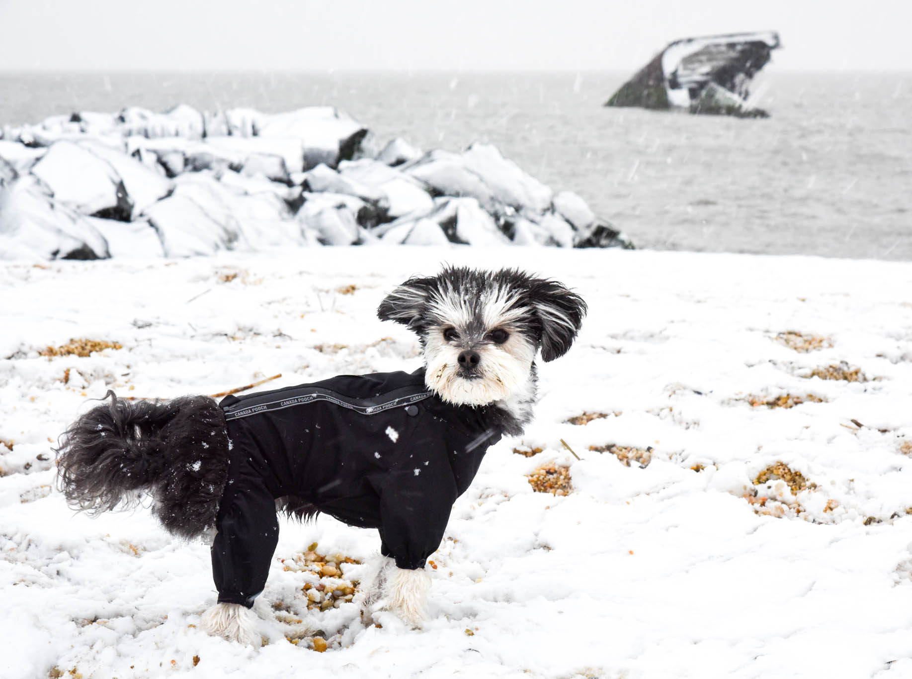 Buddy on Sunset Beach.