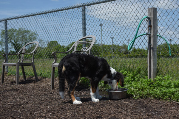 Gunner Drinking Water at the Dog Park.