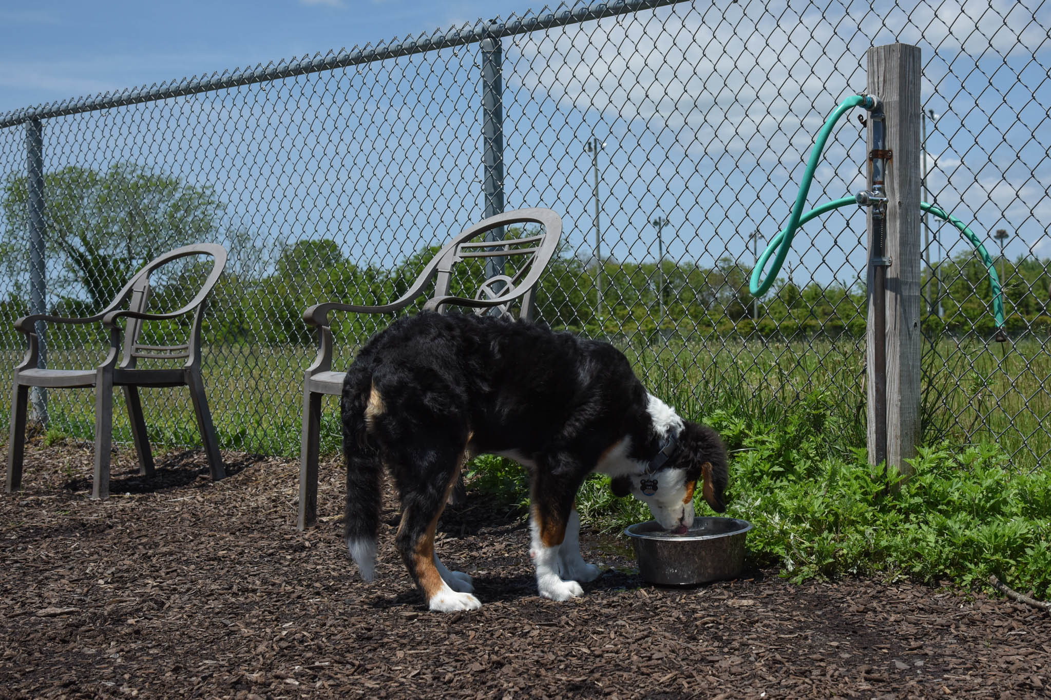 Gunner Drinking Water