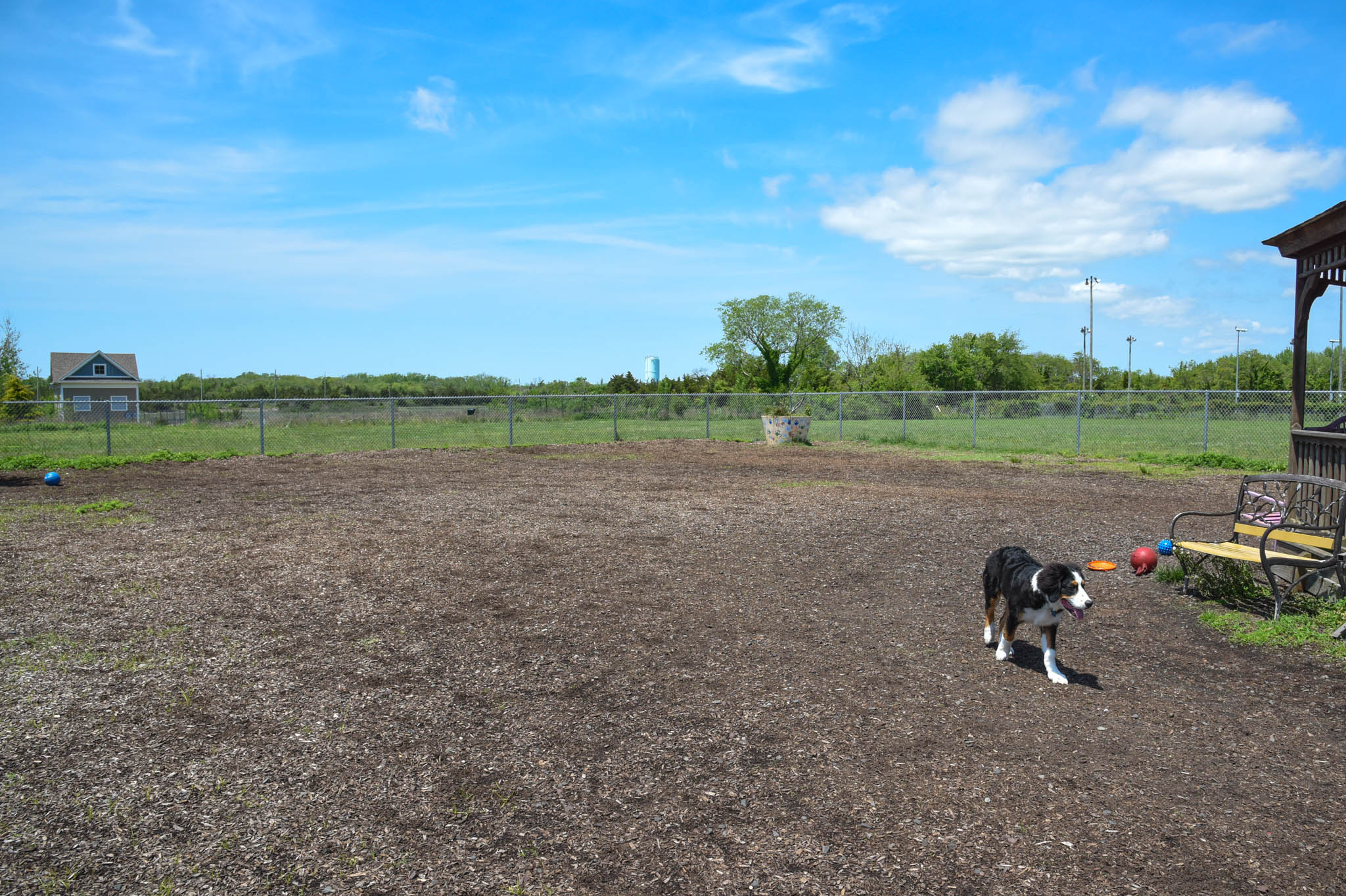 Gunner Exploring the Dog Park