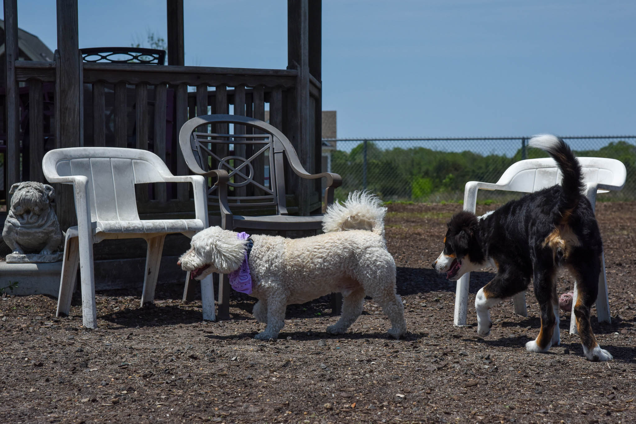 Theo and Gunner playing.