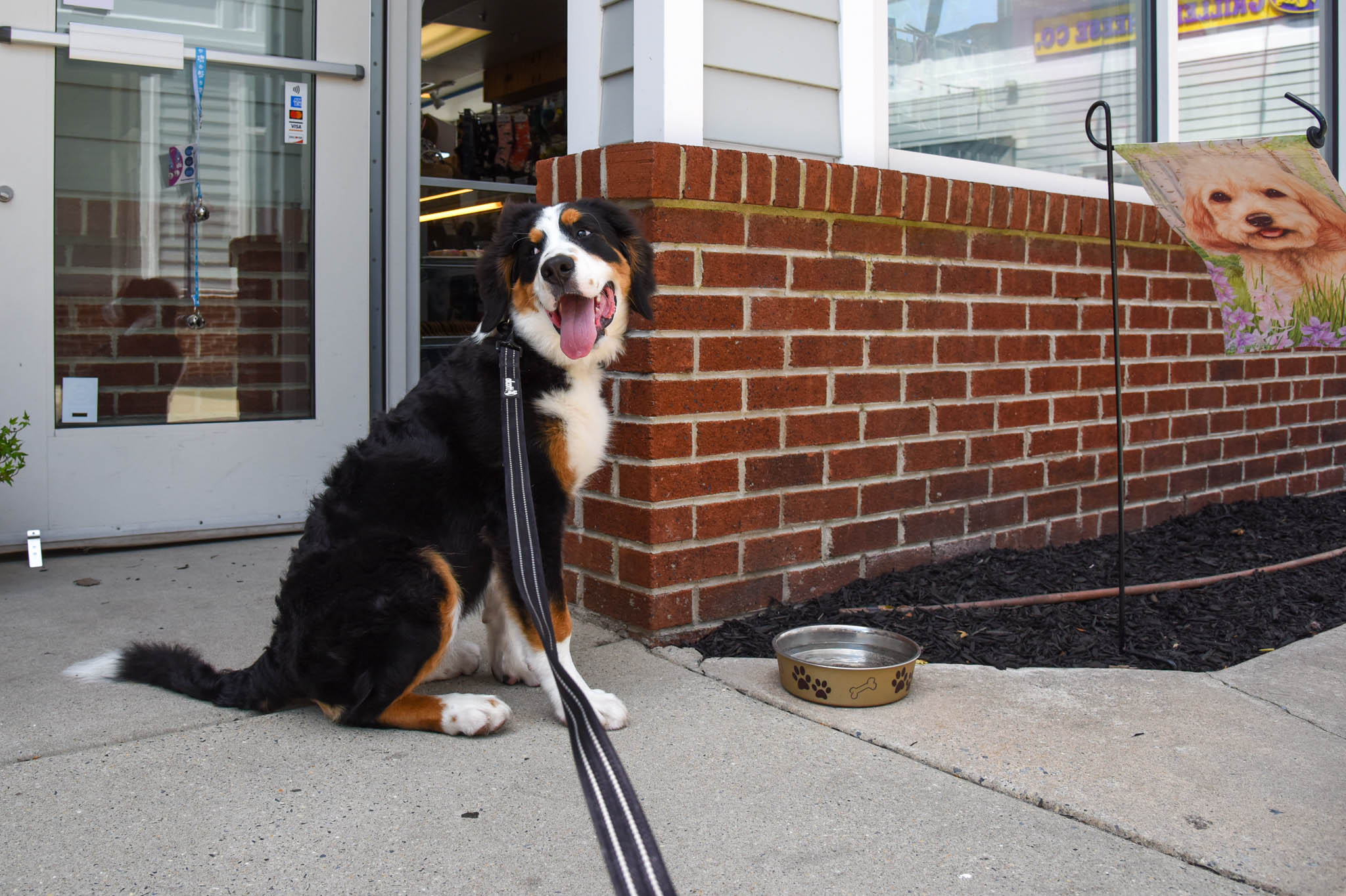 Gunner getting ready to walk into The Dog Days of Cape May..
