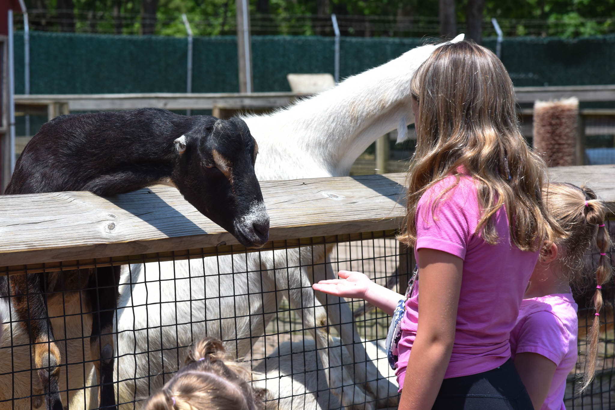 Kids feeding the goats at the Cape May County Zoo.