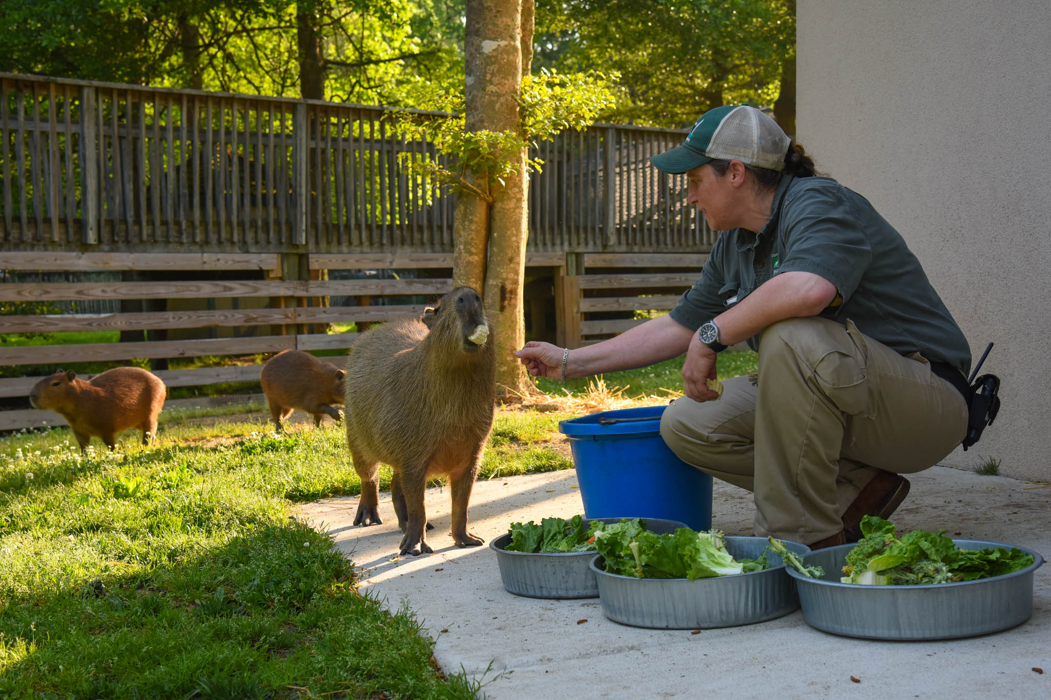 Lunch time for the capybaras at the Cape May County Zoo.