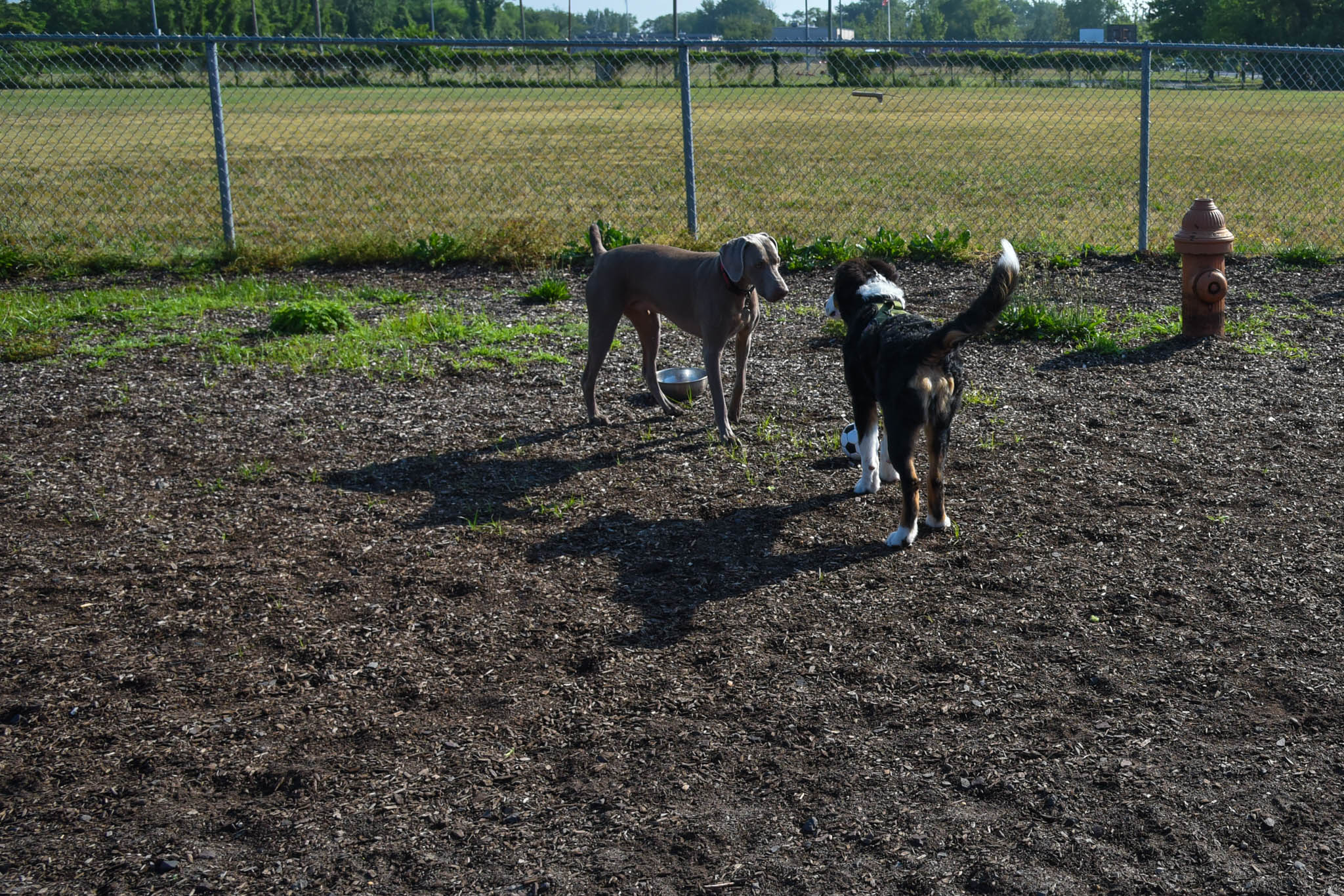 Gunner and Hank running around the Dog Park