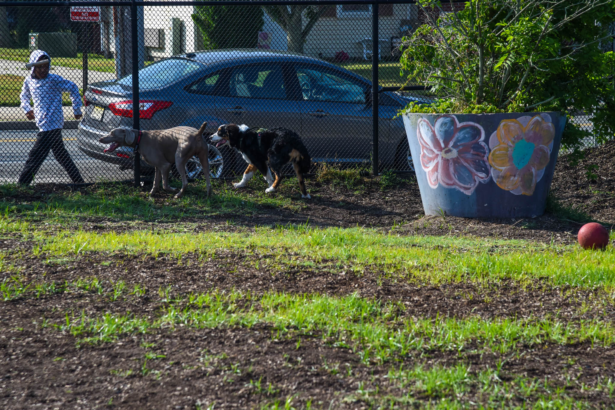 Gunner and Hank running around the Dog Park