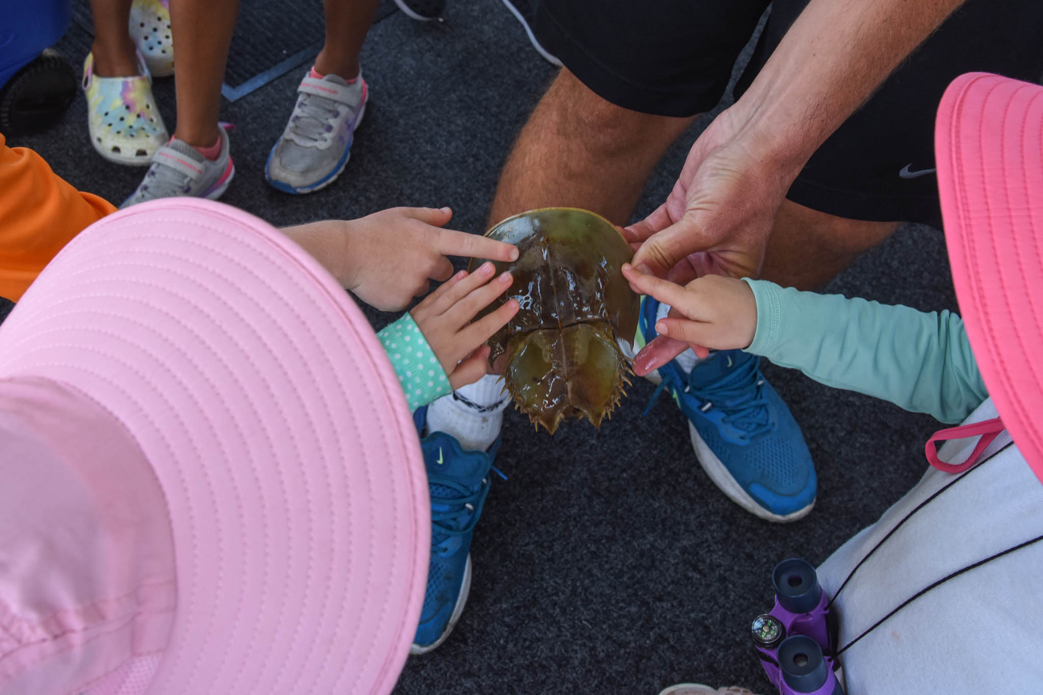 Kids touching a horseshoe crab while on the tour of Salt Marsh Safari.