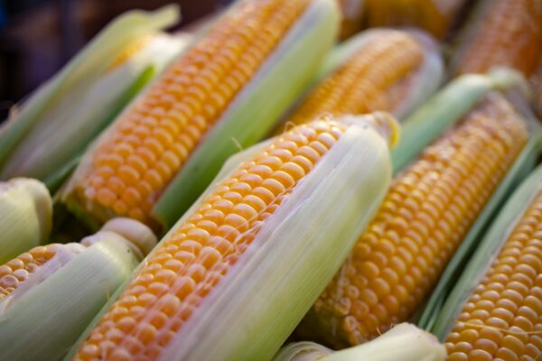 Corn cobs