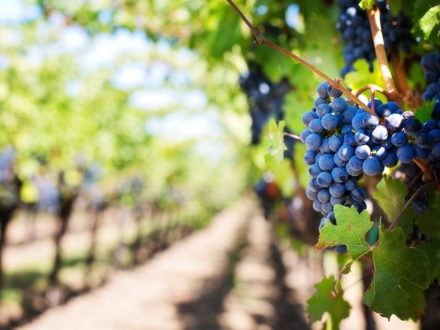 Grapes growing in a vineyard