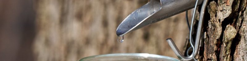 Tap and bucket collecting sap on a maple tree