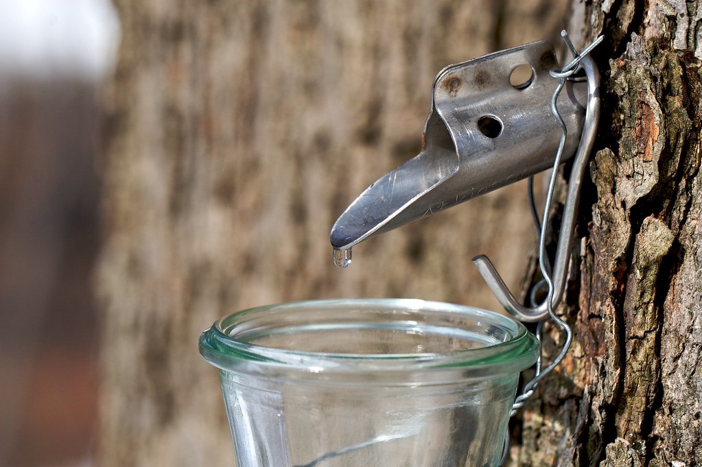 Tap and bucket collecting sap on a maple tree