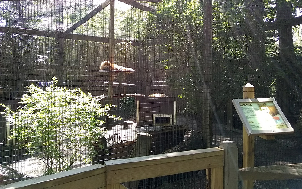Fox at the Cape May County zoo