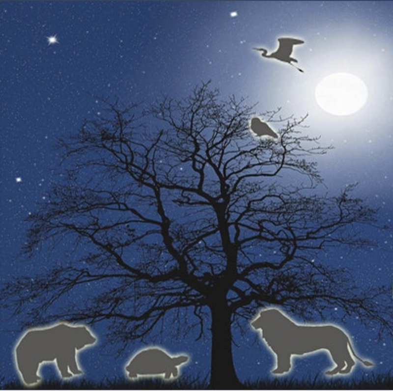 Night Walk at the Zoo from their site